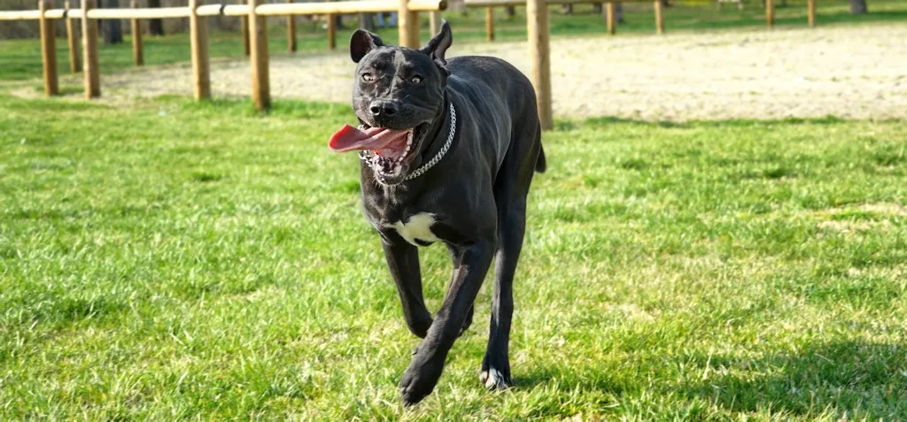 chien avant dressage, plan large