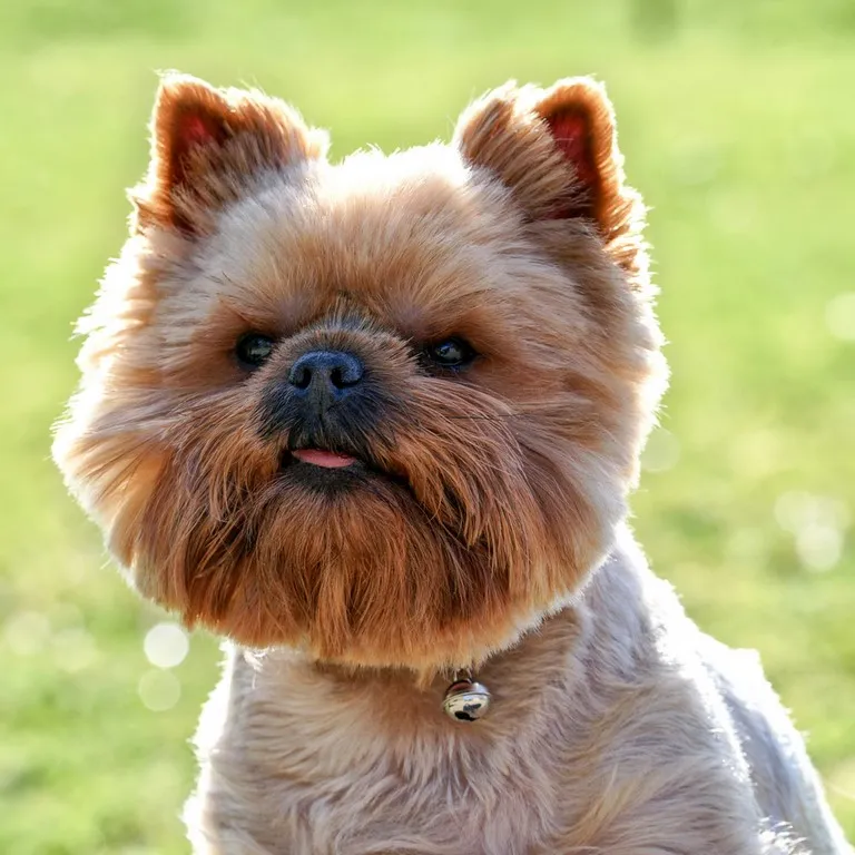 portrait de chien yorkshire